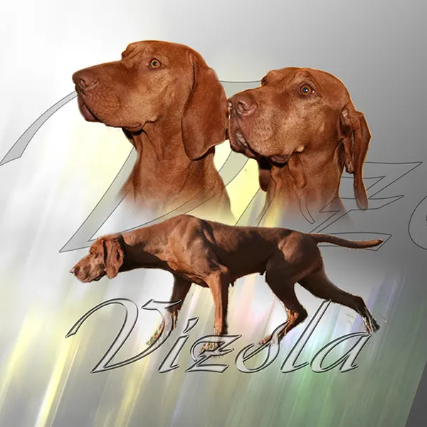Dessin de vizsla, motif 057-01 pour plaque attention au chien
