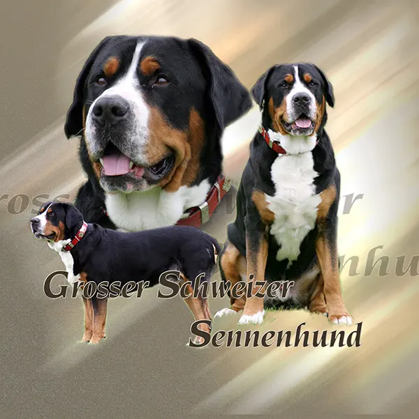Dessin de grand bouvier suisse, motif 058-02 pour plaque attention au chien