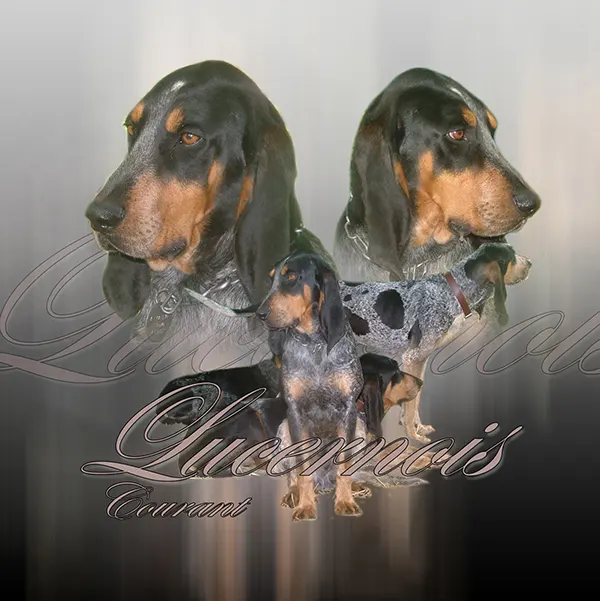 Dessin de chien lucernois, motif 059-01 pour plaque attention au chien