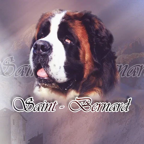 Dessin de chien saint bernard, motif 061-01 pour plaque attention au chien