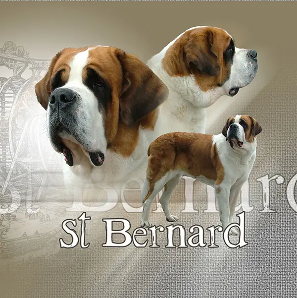 Dessin de saint bernard poil court, motif 061-02 pour plaque attention au chien