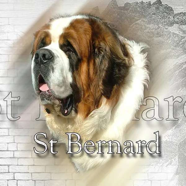 Dessin de saint-bernard poil long, motif 061-03 pour plaque attention au chien