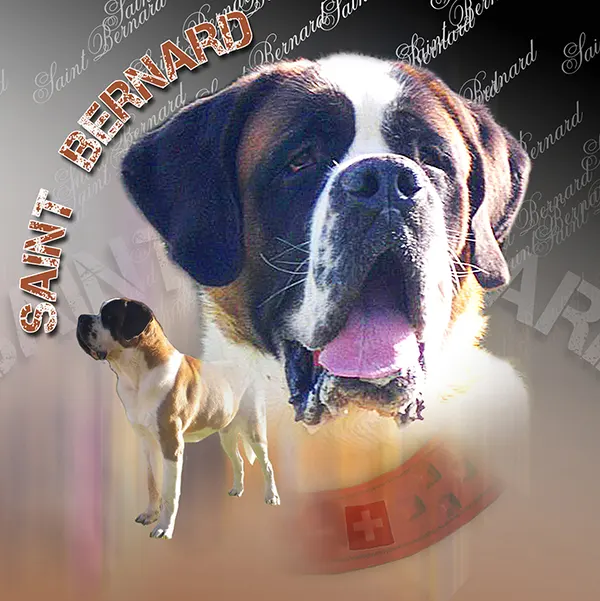 Dessin de male saint-bernard, motif 061-04 pour plaque attention au chien