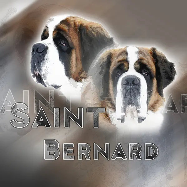 Dessin de St Bernard poils longs, motif 061-05 pour plaque attention au chien