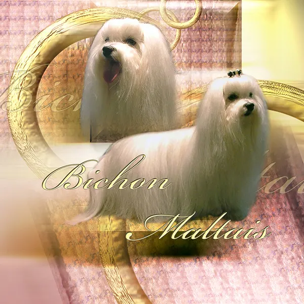 Dessin de bichon maltais, motif 065-01 pour plaque attention au chien