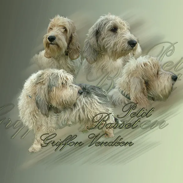 Dessin de petit basset griffon vendéen, motif 067-01 pour plaque attention au chien