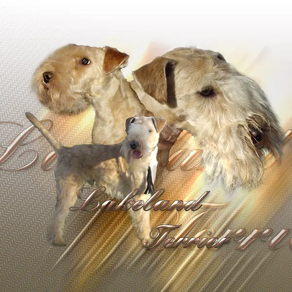 Dessin de lakeland terrier, motif 070-01 pour plaque attention au chien