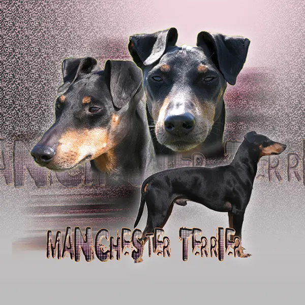 Dessin de terrier de manchester, motif 071-01 pour plaque attention au chien