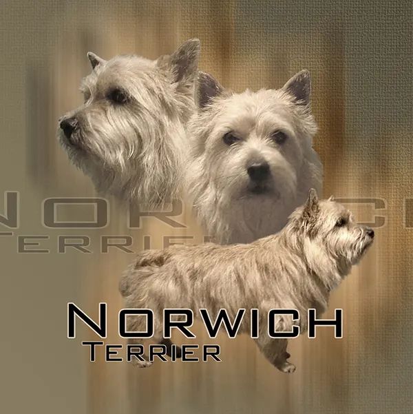 Dessin de terrier de norwich, motif 072-01 pour plaque attention au chien
