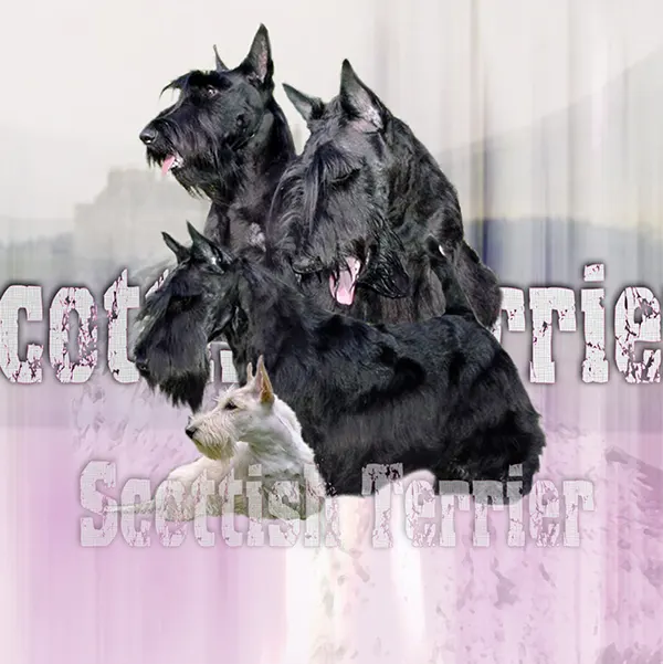 Dessin de scottish terrier, motif 073-01 pour plaque attention au chien