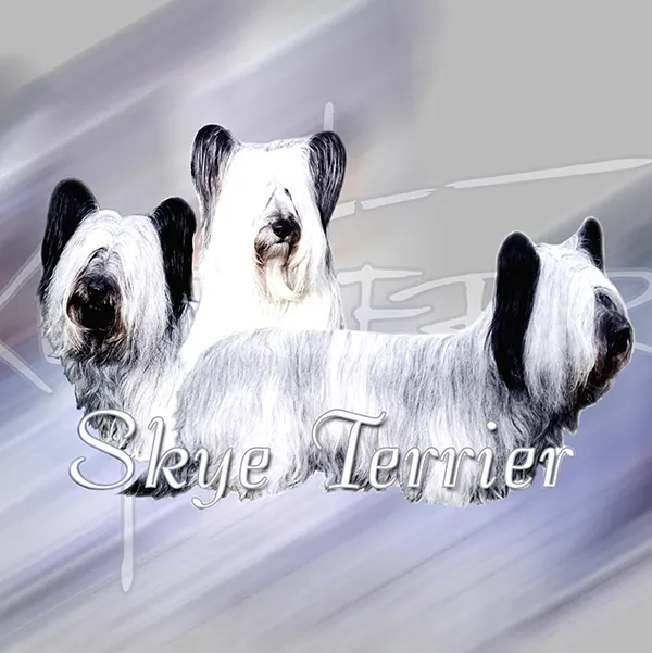Dessin de skye terrier, motif 075-01 pour plaque attention au chien