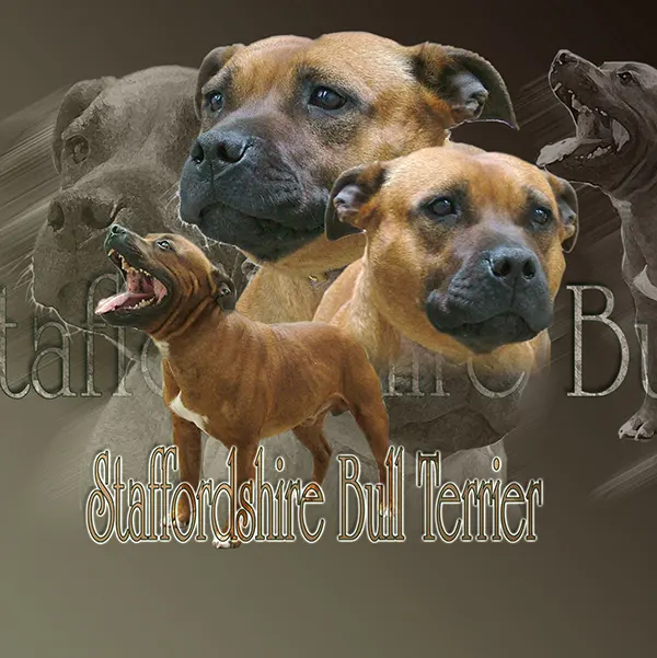 Dessin de staffordshire-bull-terrier, motif 076-01 pour plaque attention au chien