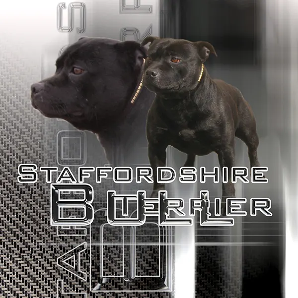 Dessin de staffie noir, motif 076-02 pour plaque attention au chien