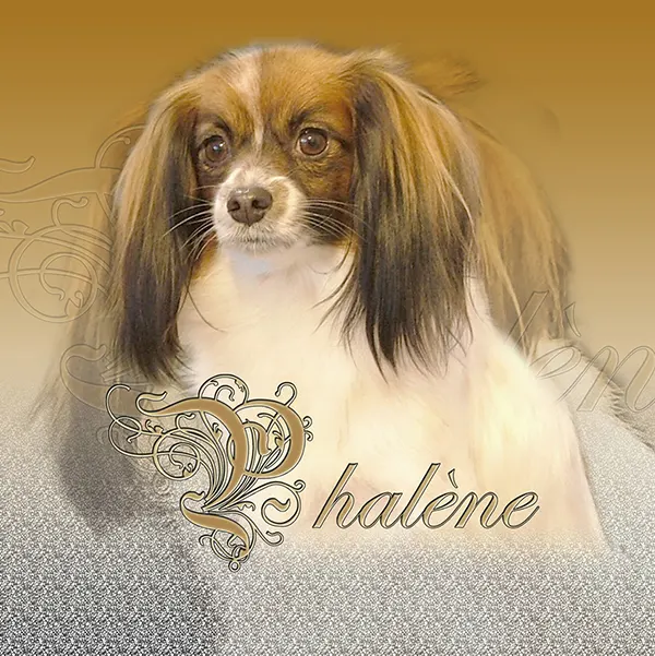 Dessin de phalène, motif 077-02 pour plaque attention au chien