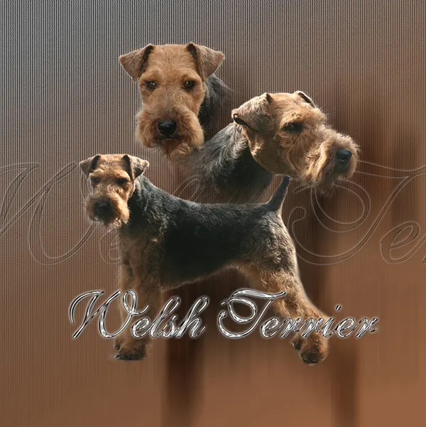 Dessin de welsh terrier, motif 078-01 pour plaque attention au chien