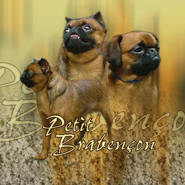 Dessin de petit brabançon, motif 082-01 pour plaque attention au chien