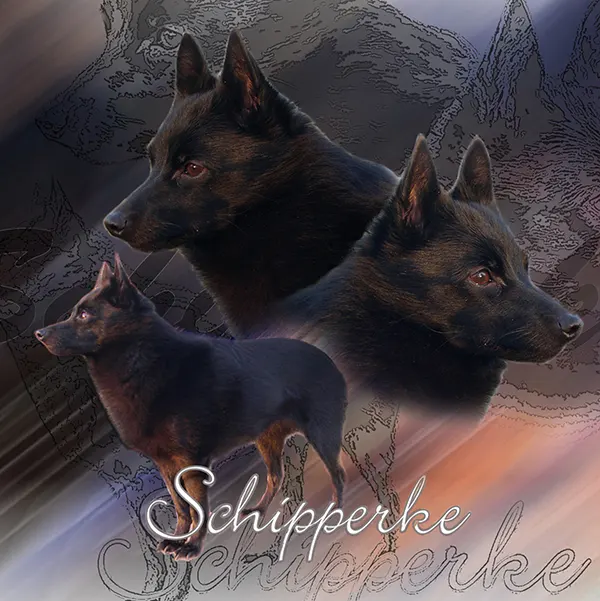 Dessin de schipperke, motif 083-01 pour plaque attention au chien