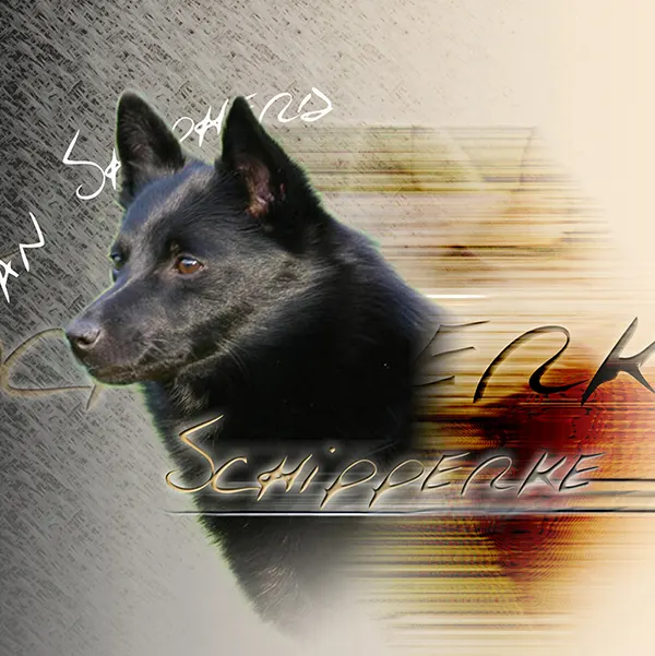 Dessin de chien schipperke, motif 083-02 pour plaque attention au chien