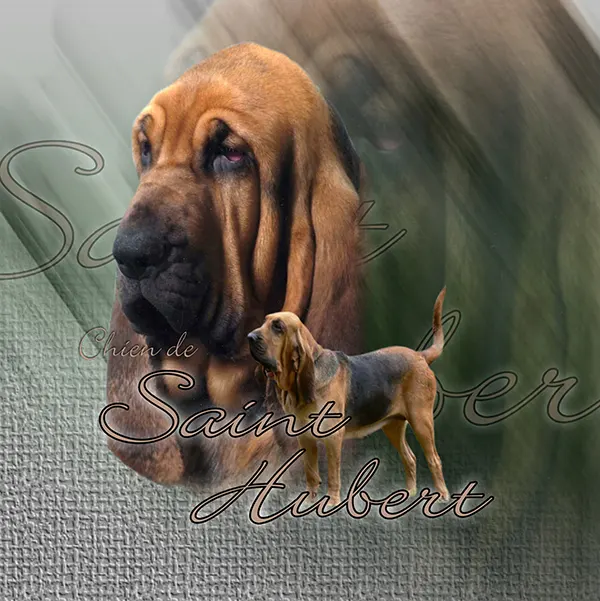 Dessin de chien de saint Hubert, motif 084-01 pour plaque attention au chien