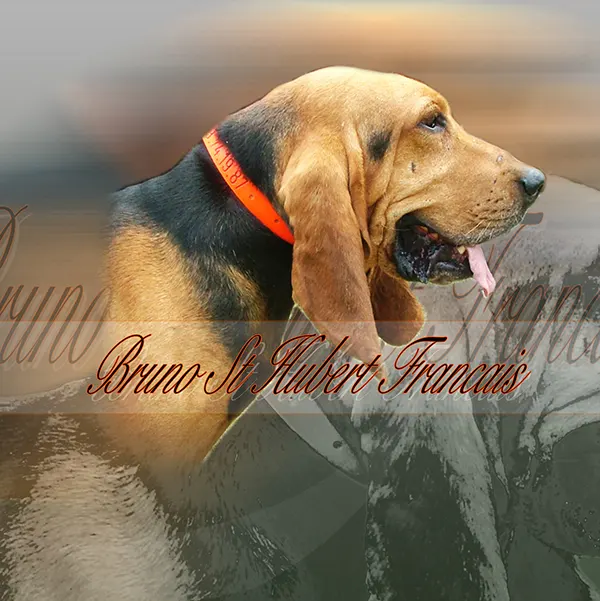 Dessin de bruno saint hubert français, motif 084-02 pour plaque attention au chien