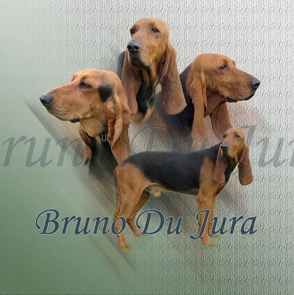 Dessin de bruno du Jura, motif 084-03 pour plaque attention au chien