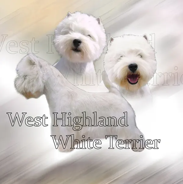 Dessin de west highland white terrier, motif 085-01 pour plaque attention au chien