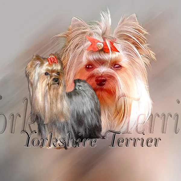 Dessin de yorkshire terrier, motif 086-01 pour plaque attention au chien