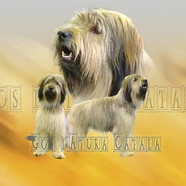 Dessin de gos d'atura, motif 087-01 pour plaque attention au chien