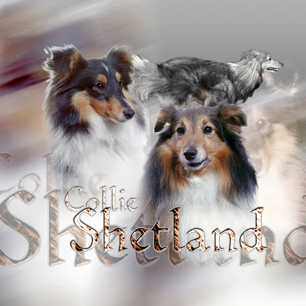 Dessin de shetland, motif 088-01 pour plaque attention au chien