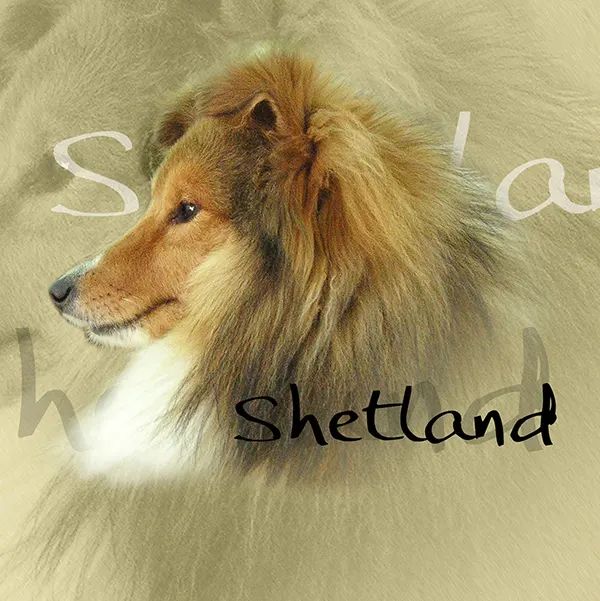Dessin de sheltie, motif 088-03 pour plaque attention au chien