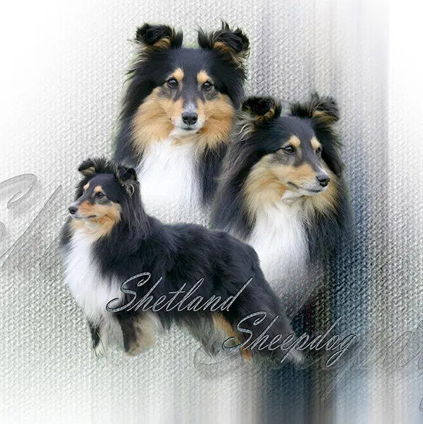 Dessin de shelty, motif 088-04 pour plaque attention au chien