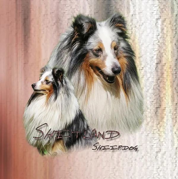 Dessin de sheltie bleu, motif 088-05 pour plaque attention au chien