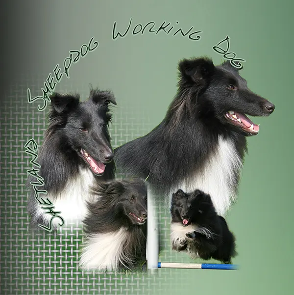 Dessin de sheltie de travail, motif 088-06 pour plaque attention au chien
