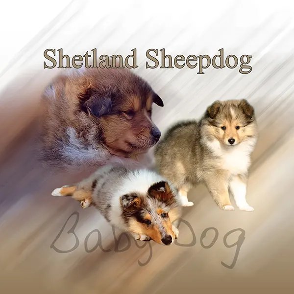 Dessin de chiot sheltie, motif 088-07 pour plaque attention au chien