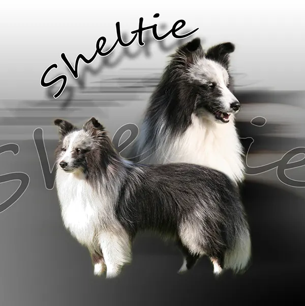Dessin de sheltie noir, motif 088-08 pour plaque attention au chien