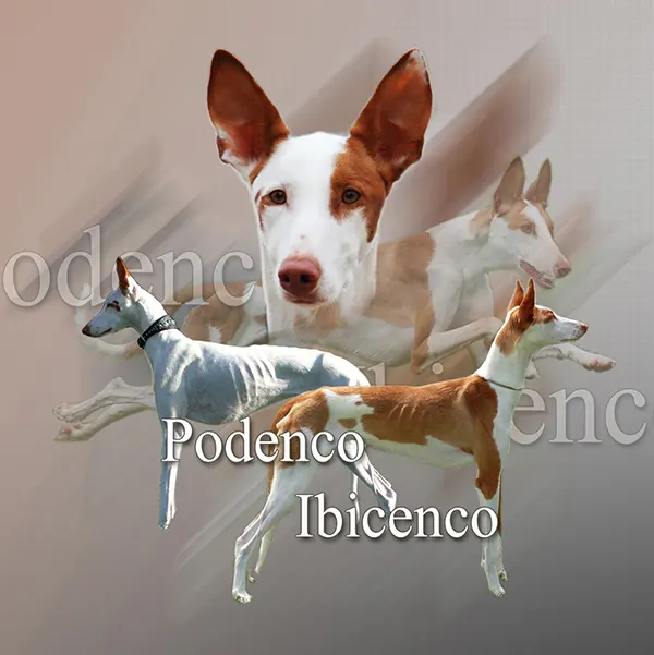 Dessin de podenco Ibicenco, motif 089-01 pour plaque attention au chien
