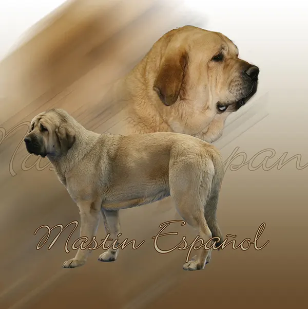 Dessin de mâtin espagnol, motif 091-01 pour plaque attention au chien