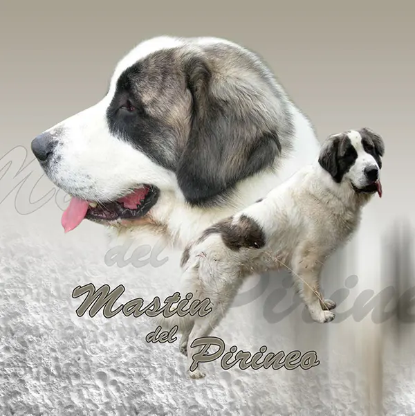 Dessin de mâtin des pyrénéees, motif 092-01 pour plaque attention au chien