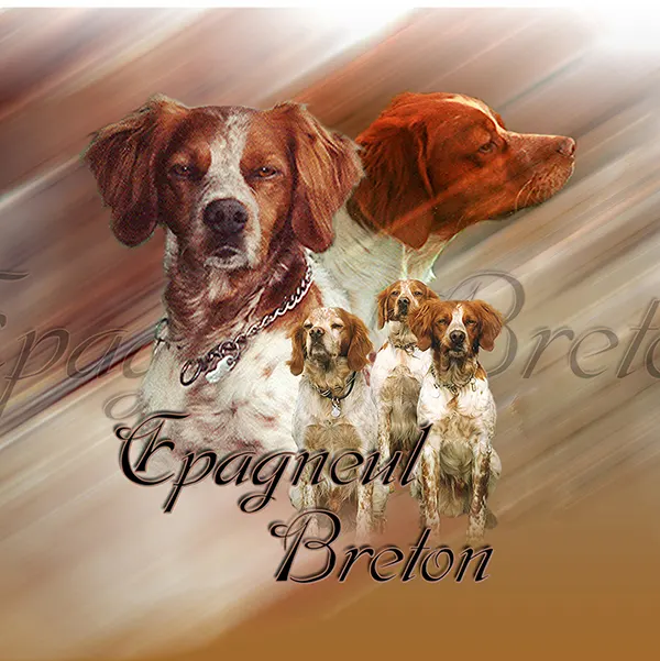 Dessin de épagneul-breton, motif 095-01 pour plaque attention au chien