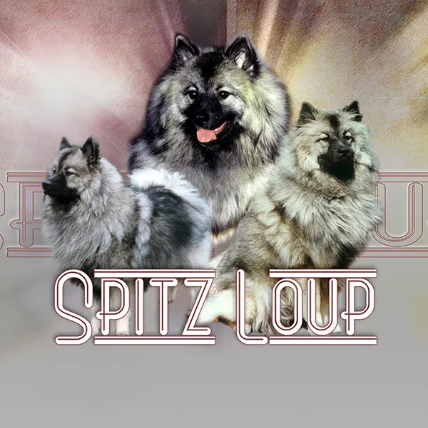 Dessin de spitz-loup, motif 097-05 pour plaque attention au chien