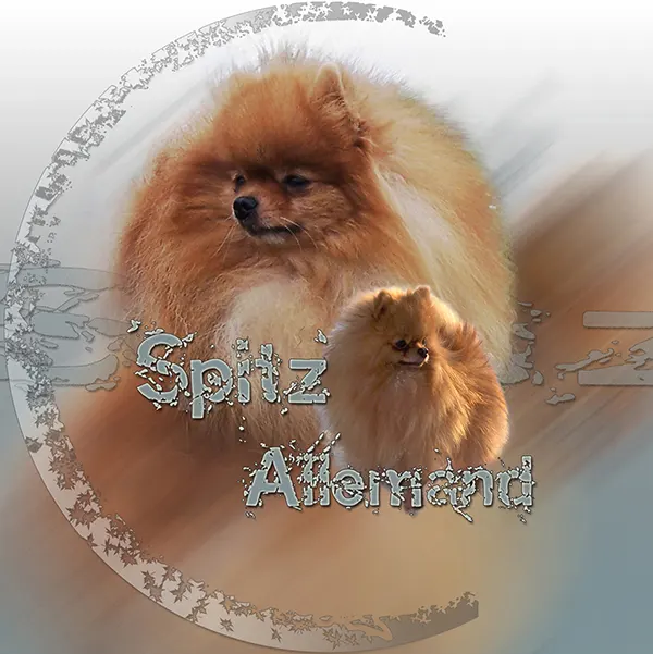 Dessin de spitz allemand, motif 097-06 pour plaque attention au chien