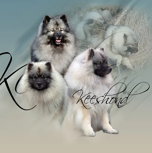 Dessin de keeshond, motif 097-08 pour plaque attention au chien