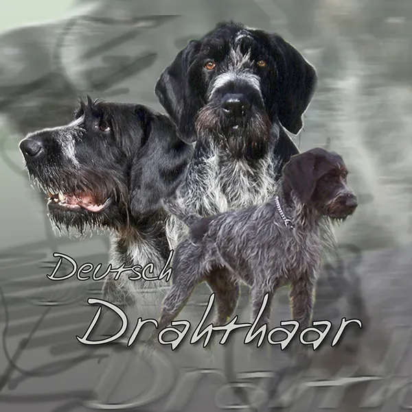 Dessin de drahthaars, motif 098-01 pour plaque attention au chien