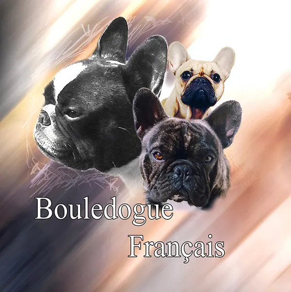 Dessin de bouledogue français, motif 101-01 pour plaque attention au chien