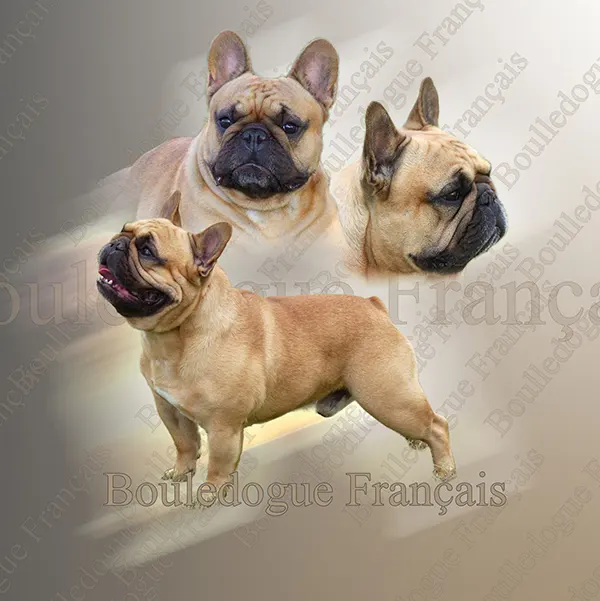 Dessin de french bulldog, motif 101-02 pour plaque attention au chien