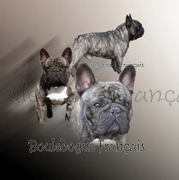 Dessin de bouledogue, motif 101-03 pour plaque attention au chien