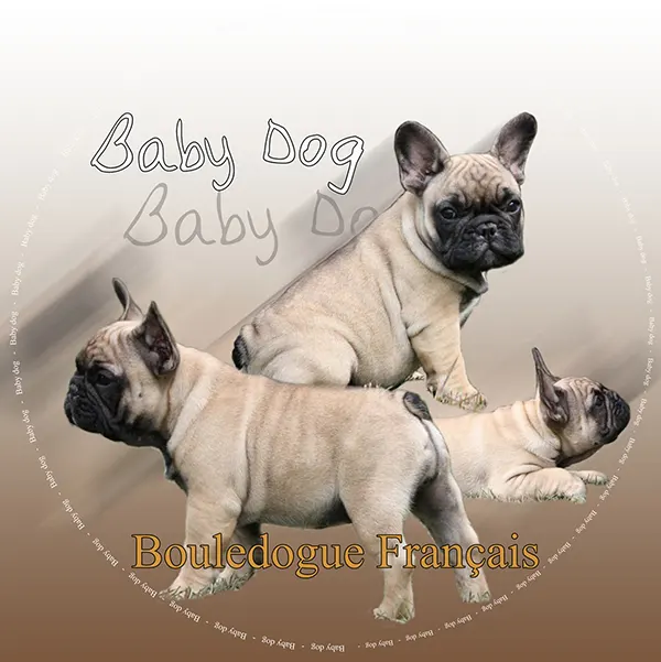 Dessin de chiot bouledogue, motif 101-04 pour plaque attention au chien