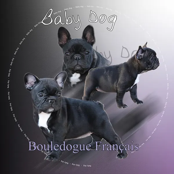 Dessin de chiot bouledogue, motif 101-05 pour plaque attention au chien