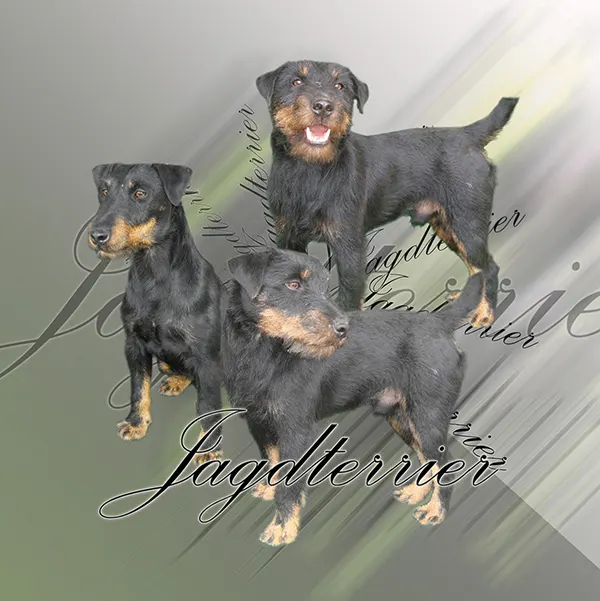 Dessin de jagd terrier, motif 103-01 pour plaque attention au chien