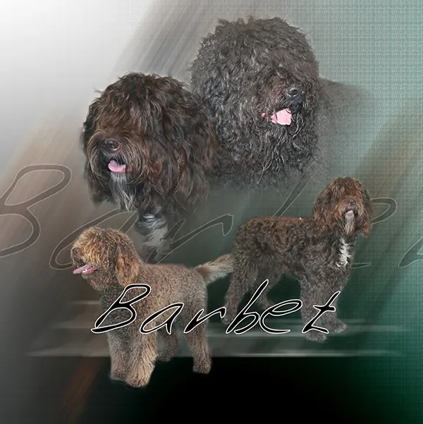 Dessin de chien barbet, motif 105-01 pour plaque attention au chien